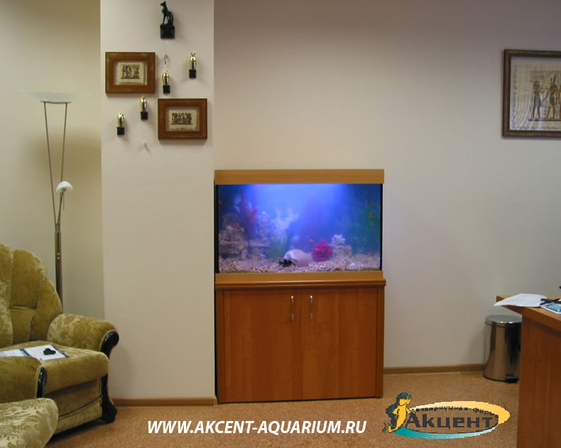 Акцент-аквариум,аквариум 240 литров в офисе